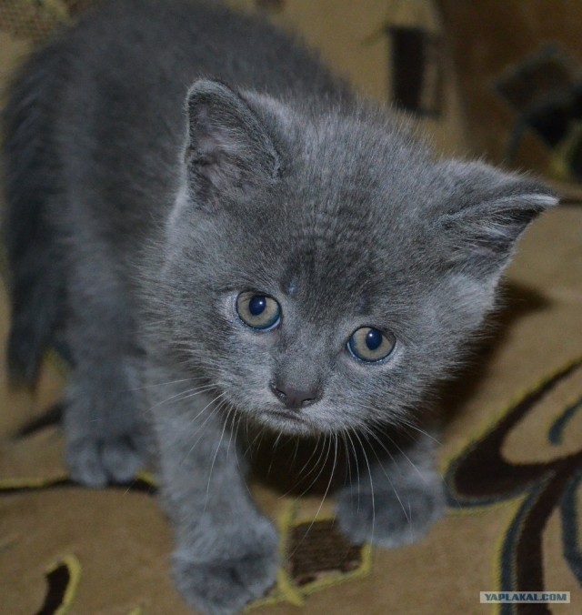 Котовторник  19.06.2012