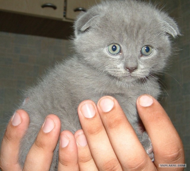 Котовторник  17.07.2012