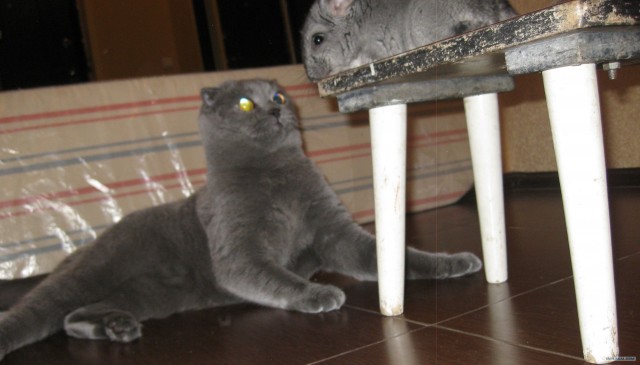 Котовторник ( 23.10. 2012. )