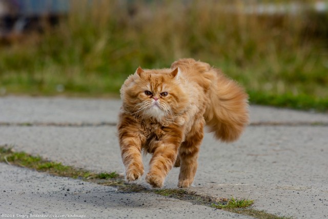 Преимущества глухого кота