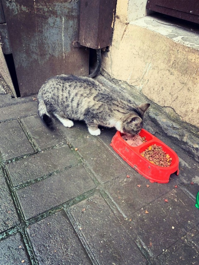 Забавные фото котеек
