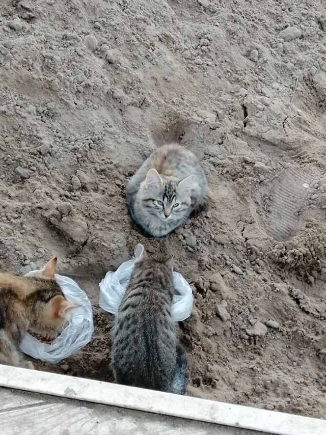 Эти забавные животные