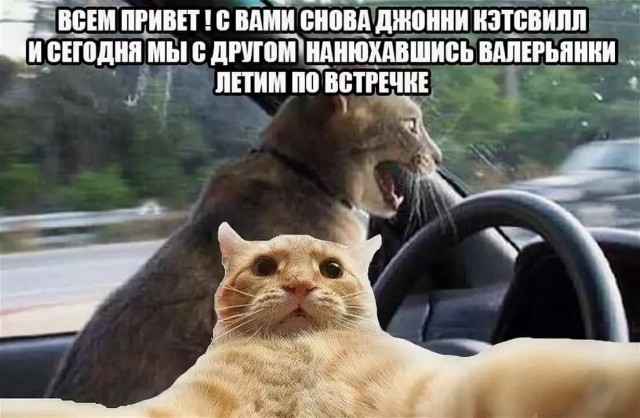 Приключения Джонни Кэтсвилла