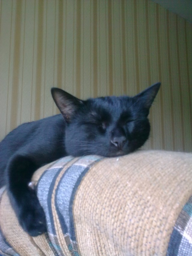 Смешные коты 18.08.20