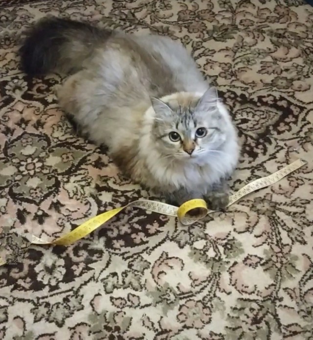 Эти забавные животные