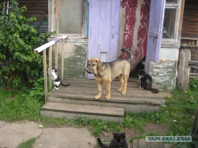 Жизнь домашнего приюта для котеек 313