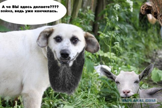 Жабим бороду?