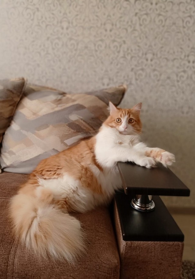 Моя красотка