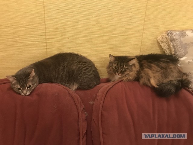 Котовторнику быть!