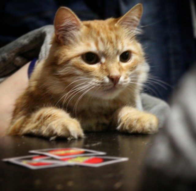 Котовторник же!