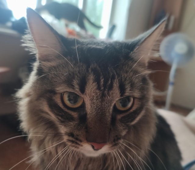 Хоба! Котовторник!