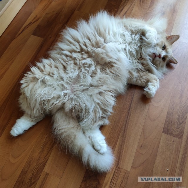 Кот Василий