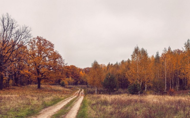 Осенние поля