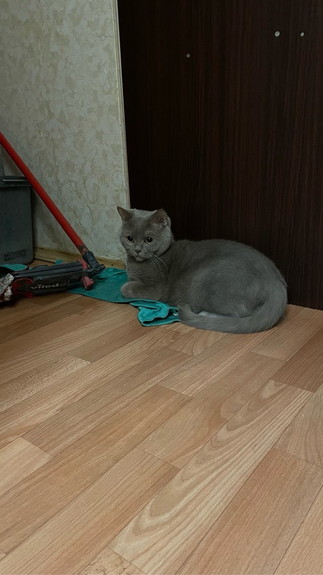 А это мой котан к котовторнику