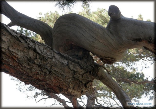 Крым. Мыс Ая. Деревья моря.