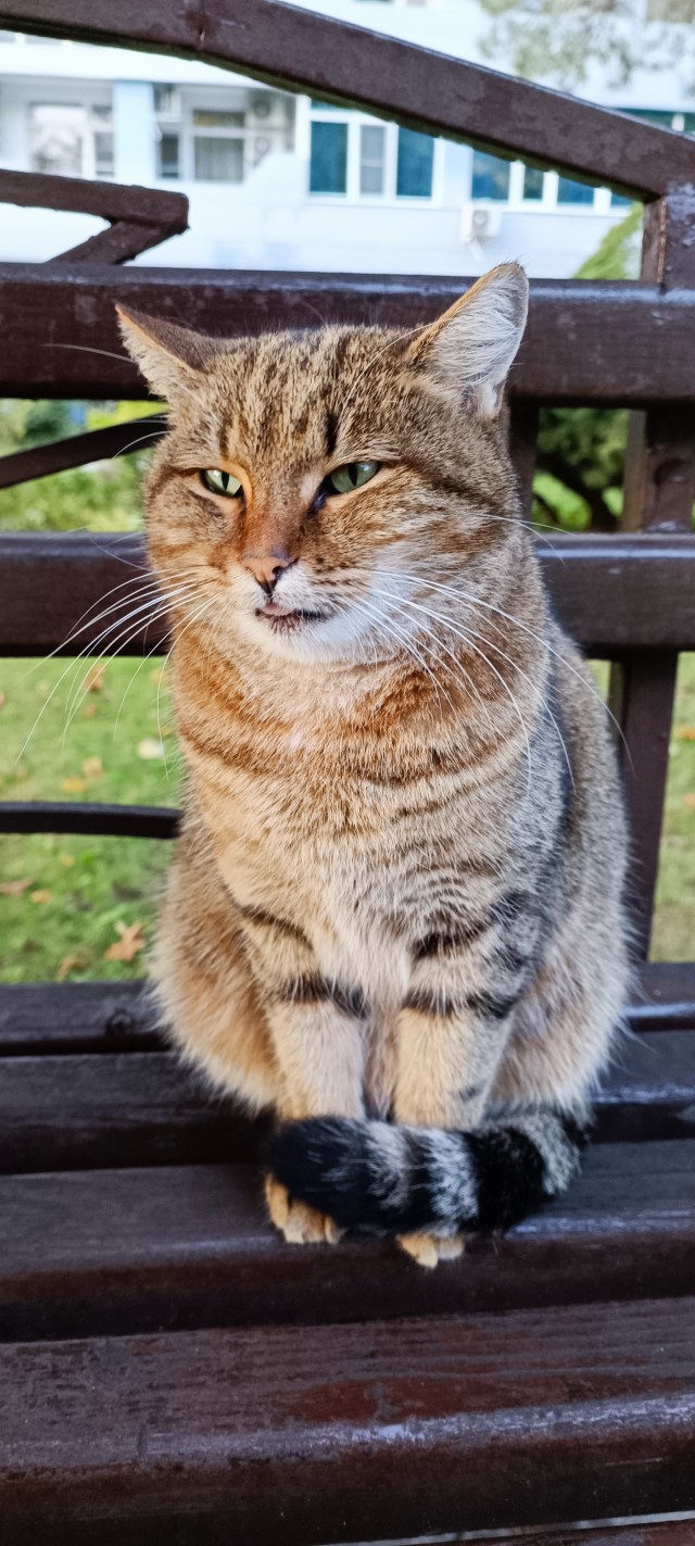 Котовторник 18.10.22
