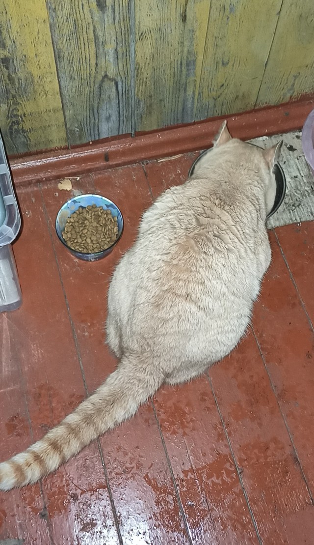 Котовторник 1.11.22