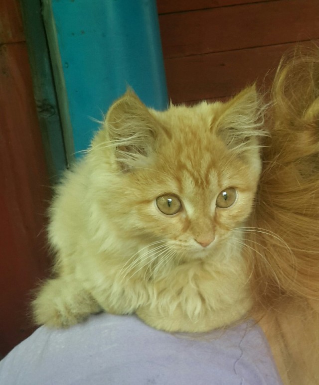 Котовторник 1.11.22