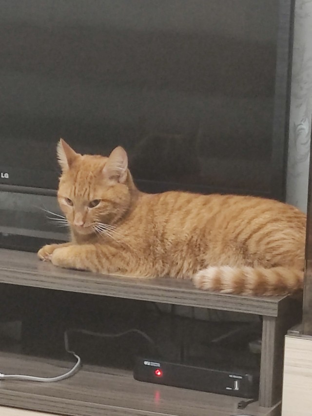 Мой котовторник