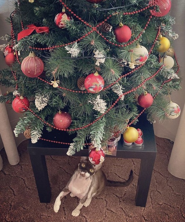 Выкладывайте свои елки!