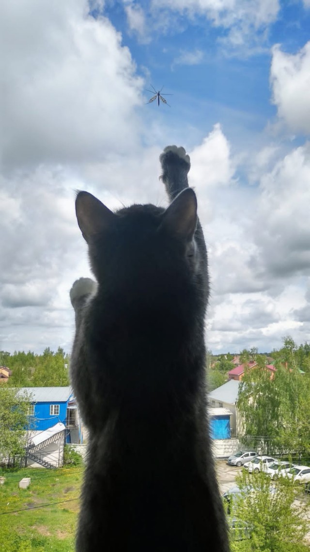 История одной дикой кошки в фотографиях