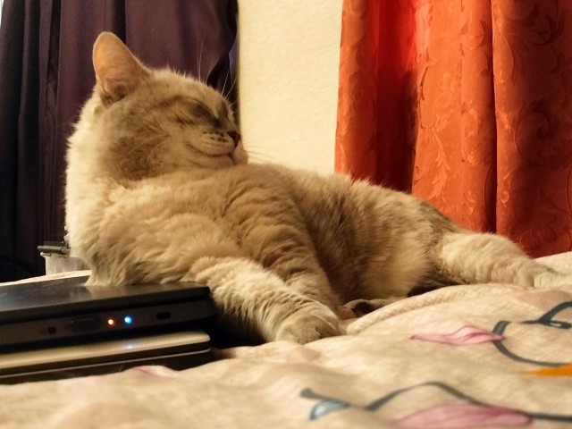 Повезло котейке