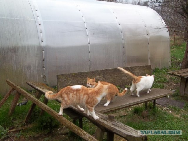 Жизнь домашнего приюта для котеек 442