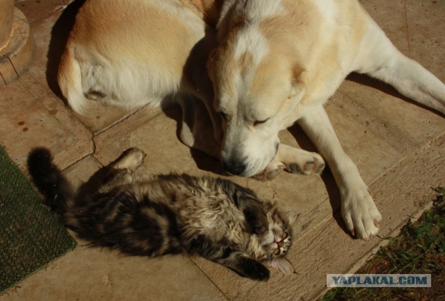Котовторник 09.04.2013