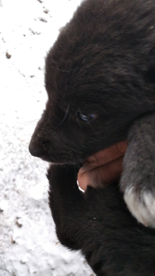 Еще один найденыш.