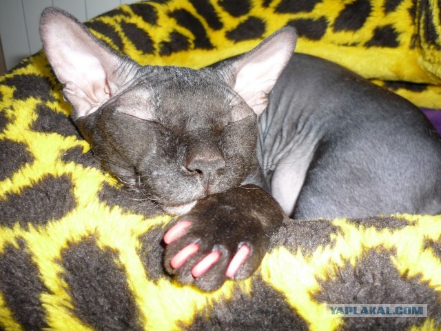 Котовторник 30.04.2013