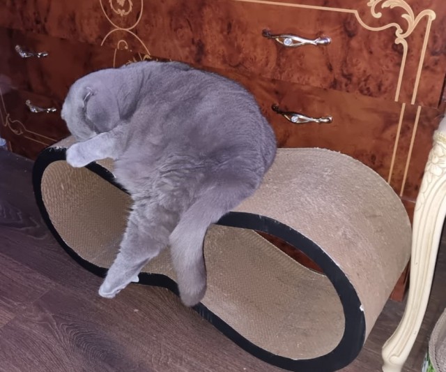 Первый Котовторник 2024