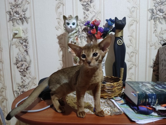 С котовторником ЯПовцы