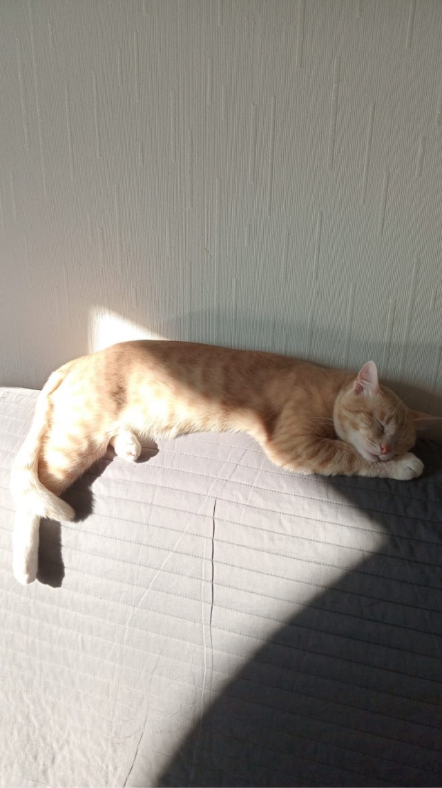 Эталон кота