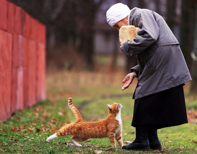 Коты деревенской породы