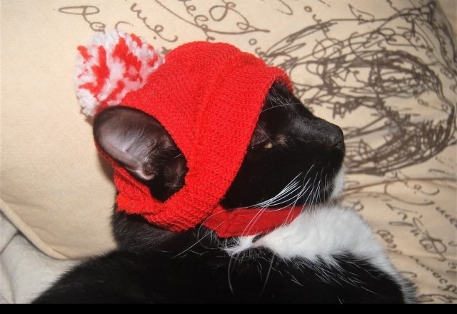 Котэ, совэ и все-все-все