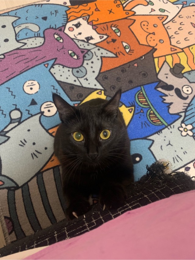 Кот с человеческим лицом.