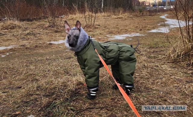 К Собакочетвергу - Два друга