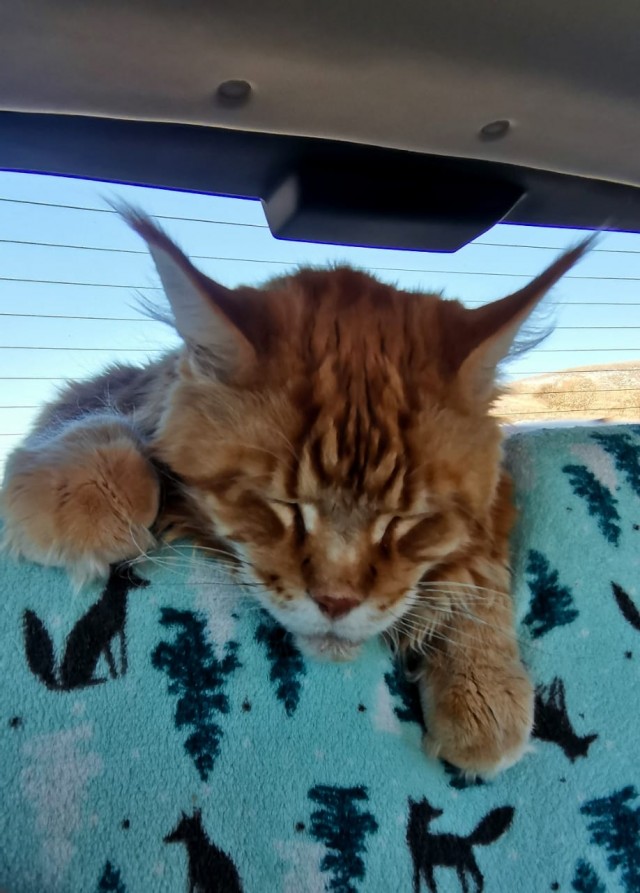 Спящий кот