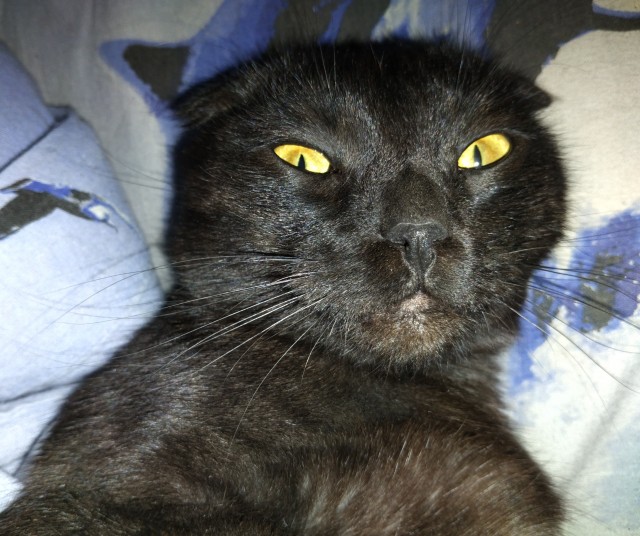 Нефотогеничный кот