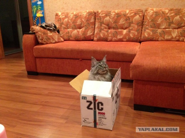 Немного о  Мейн Куне.