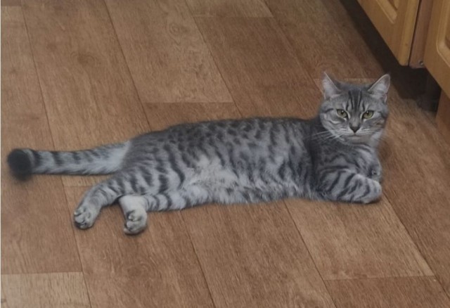 Котовторник