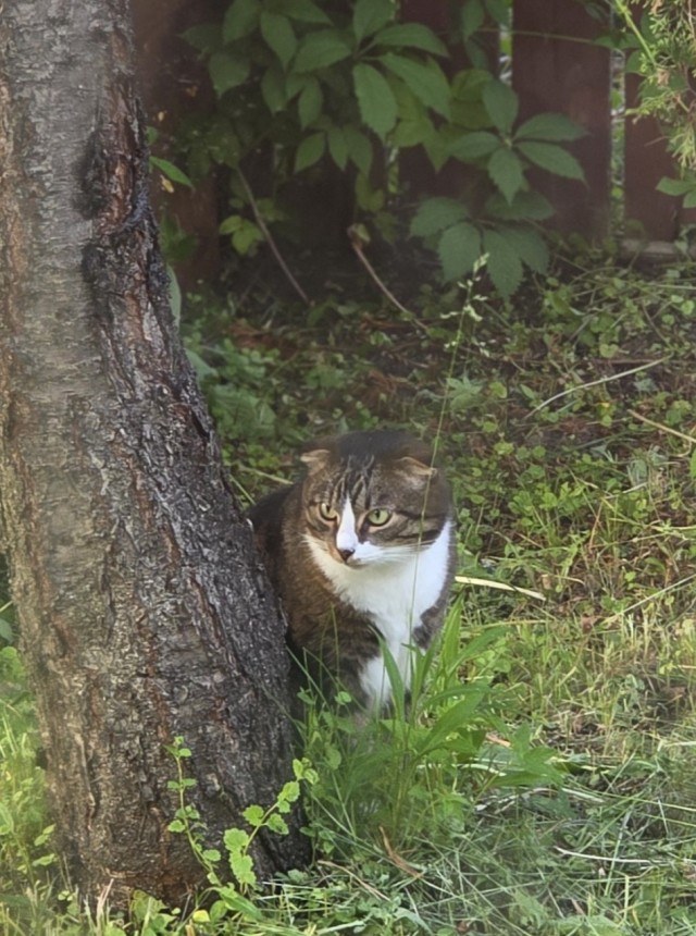 Кот...