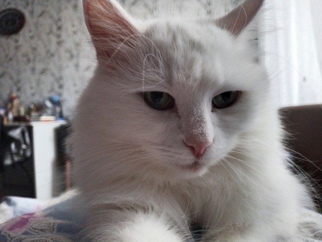 К котовторнику