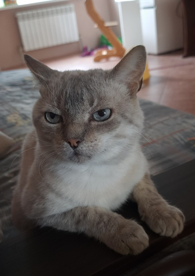 А где коты?