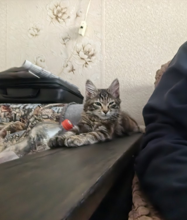 Кото-вторник.