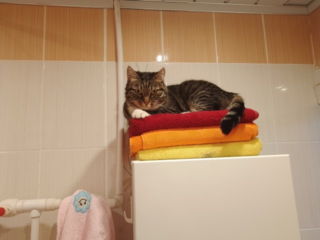 Котовторник