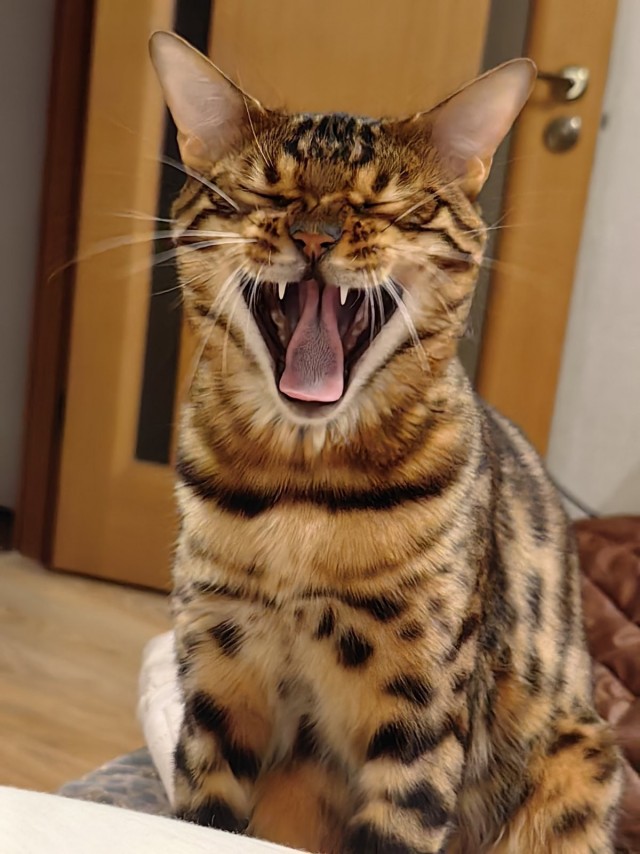 Кошачьи звезды вэбкама