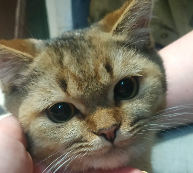 Вот и мой кот