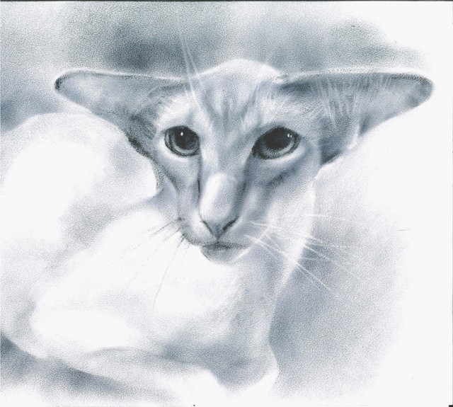 Мои рисунки животных