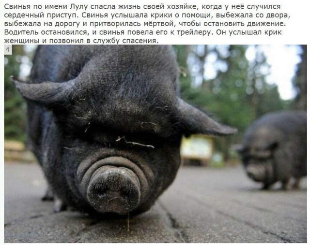 Немного воскресных картинок